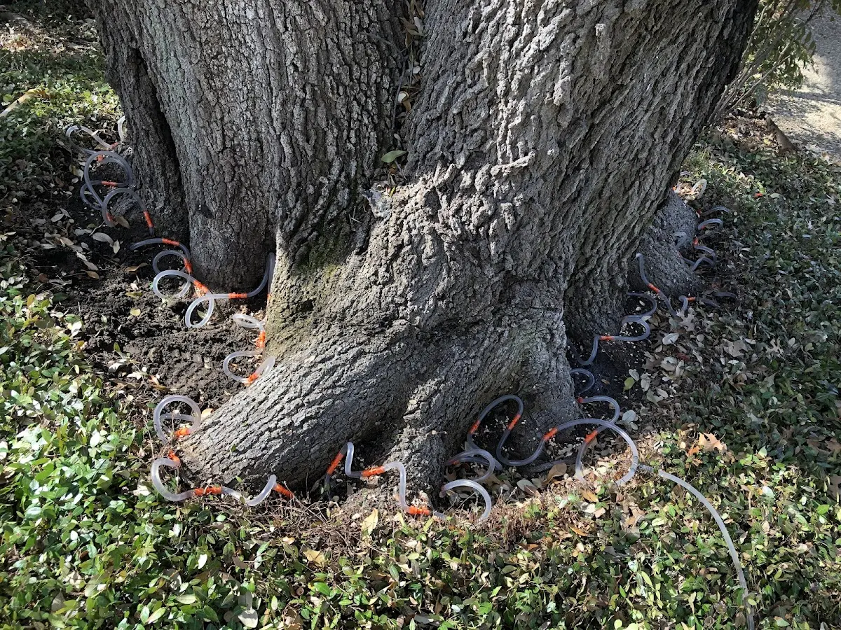 Detailed Tree Cabling and Bracing job site in Leadville