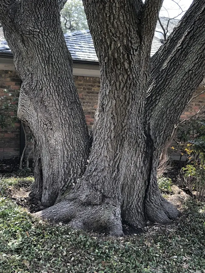 Mature heritage tree close to a Leadville property cared for by certified arborists